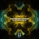 Dachshund, Chaton - Euphoria