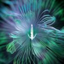 Innellea - Five Phases - Reflected Wisdom (4/5) Original Mix)