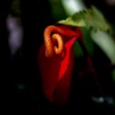 Flowers & Pianos - Gardenia (Original Mix)