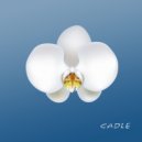 Earn Money - Baelien