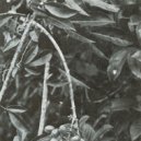 Nacieae - 1.1 (Yard One Reshape)