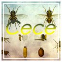 Dyphtera - Marcupial