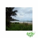 Vincent LekLou - Mystery Jungle