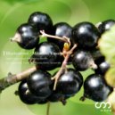 Masanori Yasuda - Blackcurrant