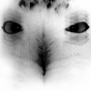 Lemos - Droop Snoot