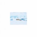 Mindfulness Healing Sleep BGM Project - Fog and Freedom (Sleep Mix)