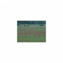 Mindfulness Healing Sleep BGM Project - Catnip and Hearing