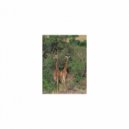 Mindfulness Healing Sleep BGM Project - Jaspers and Sensitivity (Sleep BGM)