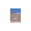 Mindfulness Healing Sleep BGM Project - Carnation & Concentration (Sleep BGM)