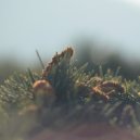 tides - Between The Pines