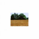 Mindfulness Healing Sleep BGM Project - Freesia and sleep