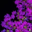 Cam Lasky - Remain Unburned Crape Flower