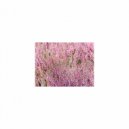 Mindfulness Healing Sleep BGM Project - August & Sleep (Sleep BGM)
