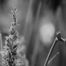Crosstalk & Michael Bulmer - Blossom ()
