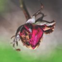 Rustal - Pixies Return