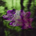 Coma Conscience - Return of Innocence