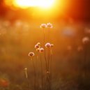 Wonderful Relaxation - Never Alone (Original Mix)