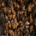 Viktor Vos - Bees (Original Mix)
