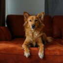 Smooth Jazz New York & Relaxmydog & French Cafe Jazz Lounge - Canine Bliss in Jazz ()