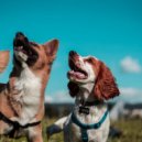 Infinity Sounds & Total Relax Lo Fi Music & Sounds Dogs Love - Canine Adventure Tunes ()