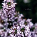 Arapu - Unexpected