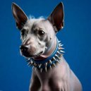 Roger Plex, abe (xx) - PERRO RAVEROSO (feat. Tore m.o.) (Original Mix)