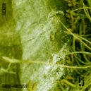 STNDRD - Disoriented Dreams