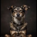 Juegos de lluvia & Paz armónica para animales & Calma absoluta para seres - Armonías Relajantes De Mascotas ()
