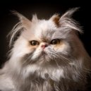 Barba de calma & Academia de Música para Gatos & Banda Sonora para Gatos - Los Gatos Se Relajan Con Sonidos Suaves ()