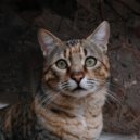 En lo profundo de un sueño & Momentos Relajantes para Gatos & Música Delicada para Gatitos - Almohadillas Silenciosas Para Las Patas ()
