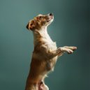Cena Música Chillout & Terapia musical para el alma animal & Amante de la paz en animales - Acordes De Confort
