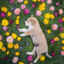 101 Ruido & Música Suave para Cachorros & Calma Música para Perros - Melodía De Juego Tranquilo ()