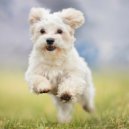 International Music & Amazing Dog Music & Amazing Doggy Music - Gentle Canine Sleep Music ()