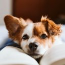 Guitar Ministery & Some Dog Songs & Some Relaxing Music for Dogs - Silence of Dog\'s Slumber ()