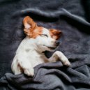 Bossa Nova Project & Cheerful Doggy Music & Cheerful Music for Dogs - Gentle Tones Dog Relax ()