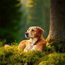 Cheerful Beats & Calm Jazz Music for Dogs & Calm Music for Dogs - Peaceful Melodies Soothe Dog Ears ()