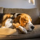 Agua de olas tranquilas & Perros en casa & Relajación del perro - Canción De Cuna De Lofi Para Perros Somnolientos