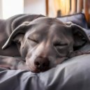 Ritmos suaves & Música para terapia canina & Música para tu perro - Vibraciones Suaves De Perro ()