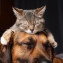 Sounds Ensemble & Background Music for Home Alone Pets & Easy Music for Pets - Rhythmic Happiness for Furry Friends ()