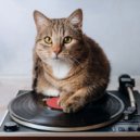 Cat Music Waves & Music Box Lullaby Academy & The Rain Factory - Lofi Rhythms For Resting Whiskers ()