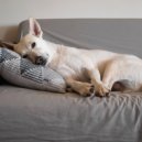 LFO Waves & Dog Music Library & Dog Music WavesDog Music Waves - Dreams Wag in Slumber ()