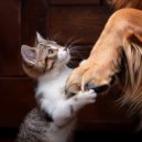 Pet Music Doctor & Stress Relief Helper & Subtle Frequencies - The Stretch That Unwinds