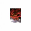 Mindfulness Healing Sleep BGM Project - Descartes and Life (Sleep BGM)