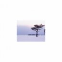 Mindfulness Healing Sleep BGM Project - Lavender and Frustration (Sleep BGM)