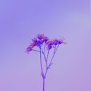 Flaconerry - Burning ()
