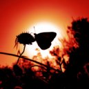Osc Project - Metamorphosis (Original Mix)