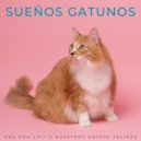 Flor de Loto & Relajación del gato & Gato Relajarse - Mañana Tranquila