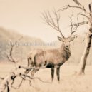 Deep Ministers - Ready ()
