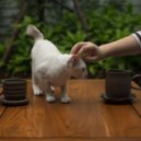 Good Morning Jazz Cafe & Jazz Chill Out Relax & Music For Cats - Feline Jazz Comfort ()
