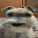 persecxted - PASHA\'S DOG ()